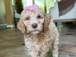 Goldendoodle dogs Golden - Ad 4