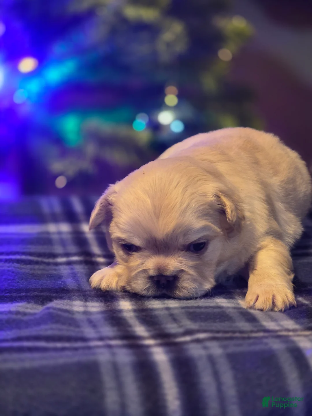 French Bulldog dogs for sale: Male 3 - Ad 2