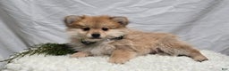 Pomeranian dogs for sale: Ticker - Ad 2