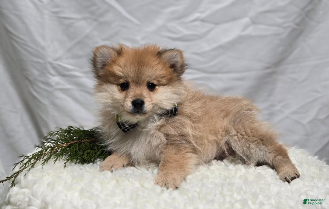 Pomeranian dogs for sale: Ticker - Ad 2