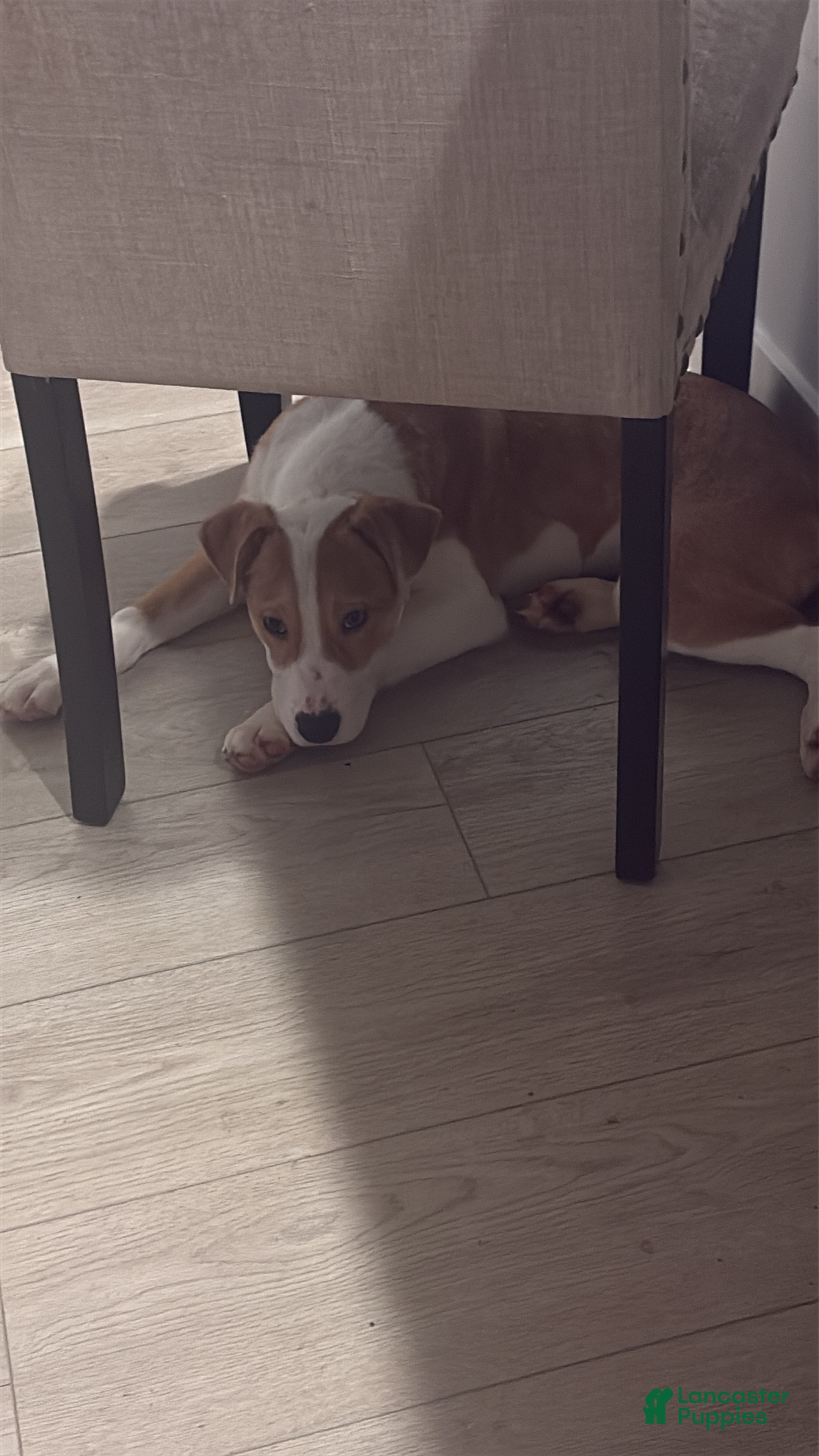 Mixed Breed dogs Mixed Breed Puppy 1 - Ad 41