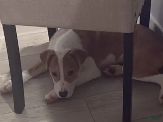 Mixed Breed dogs Mixed Breed Puppy 1 - Ad 36