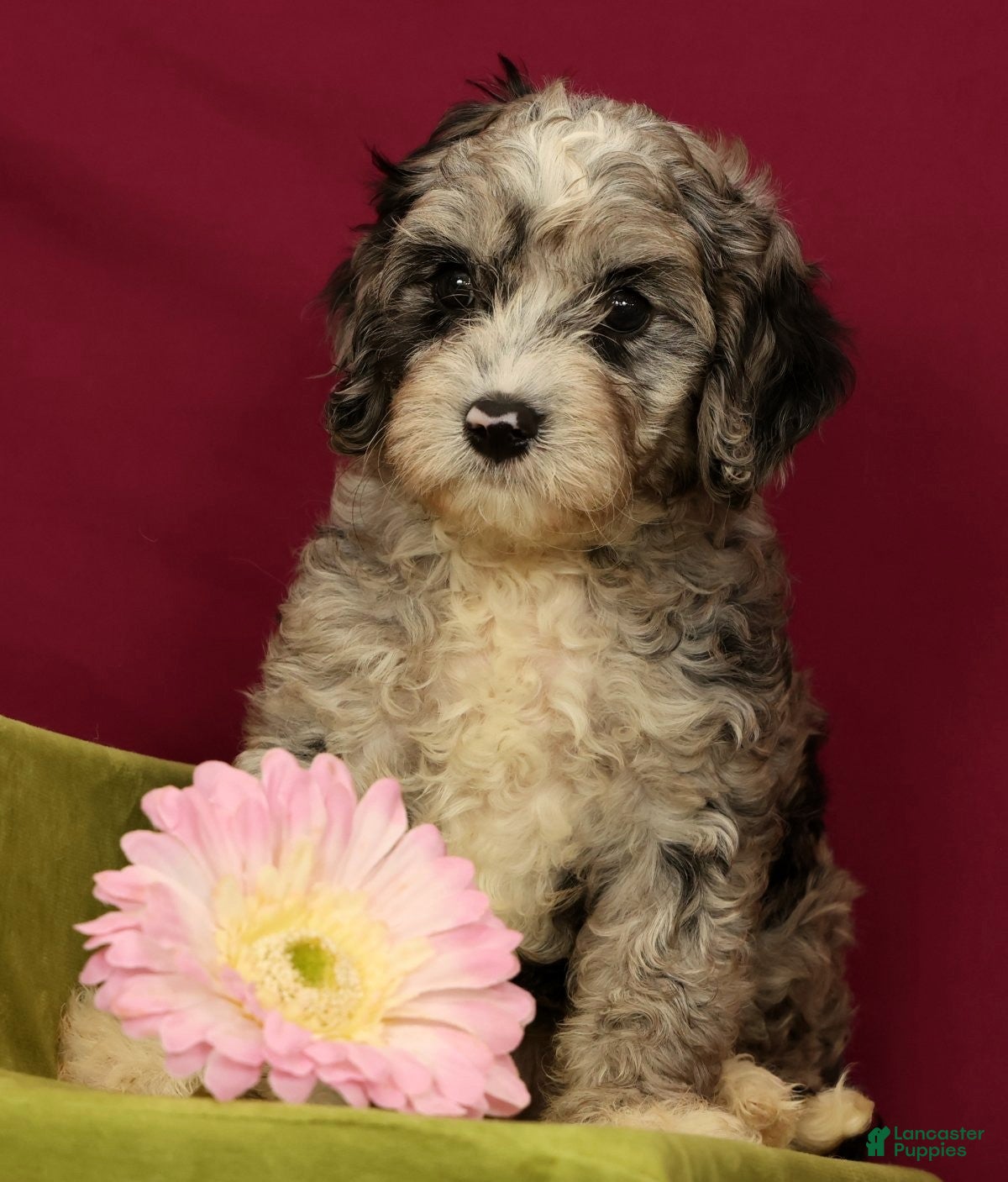 Cavapoo dogs Scout - Ad 2