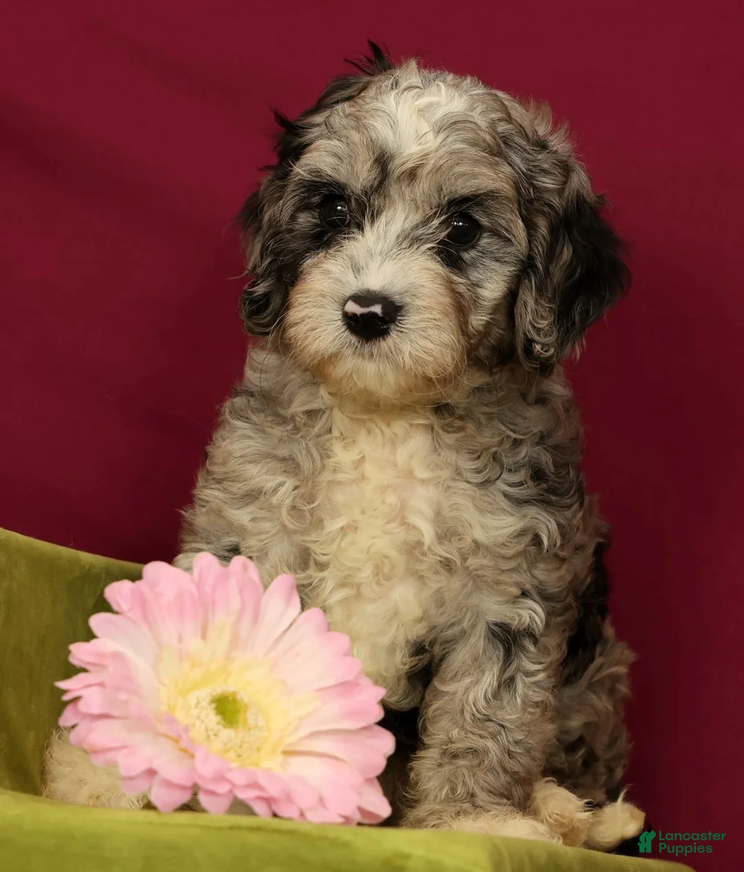 Cavapoo dogs for sale: Scout - Ad 2