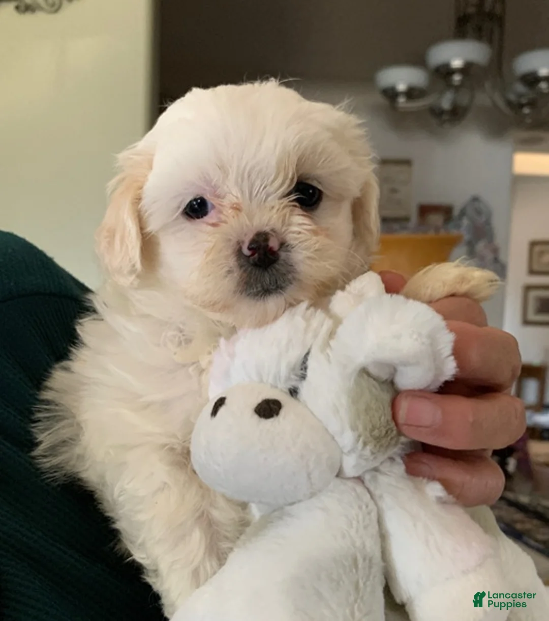 Shihpoo dogs for sale: Shihpoo Puppy 1 - Ad 1
