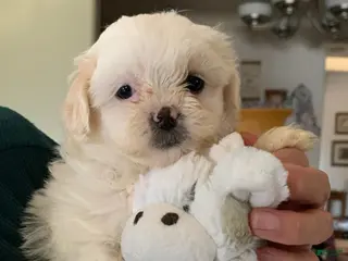 Shihpoo dogs Shihpoo Puppy 1 - Ad 29