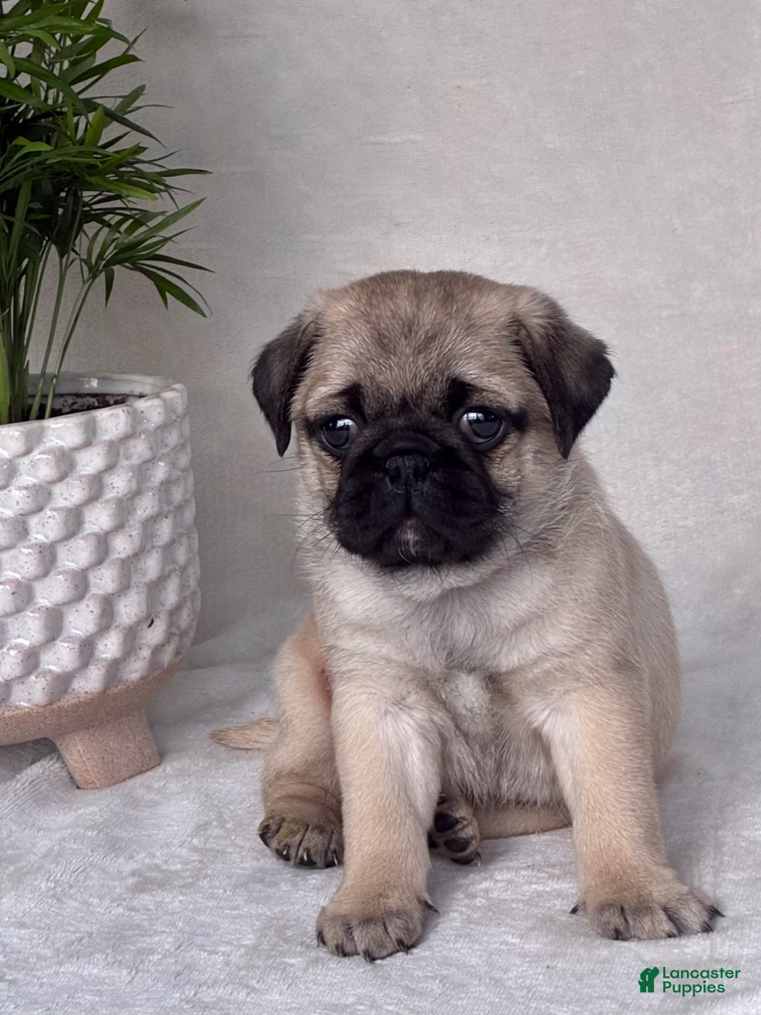 Pug dogs for sale: Bella - Ad 2