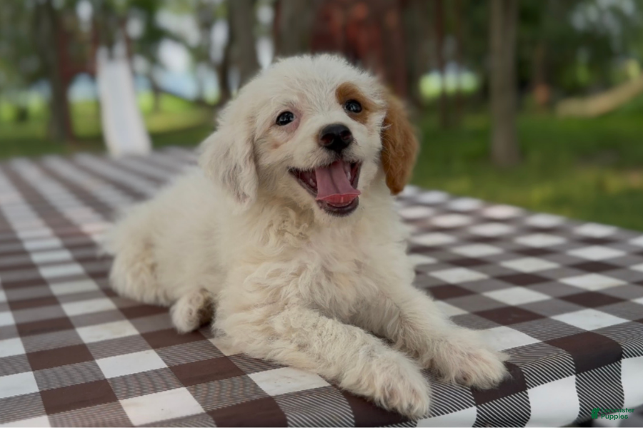 Mini Goldendoodle dogs Mozzarella - Ad 14