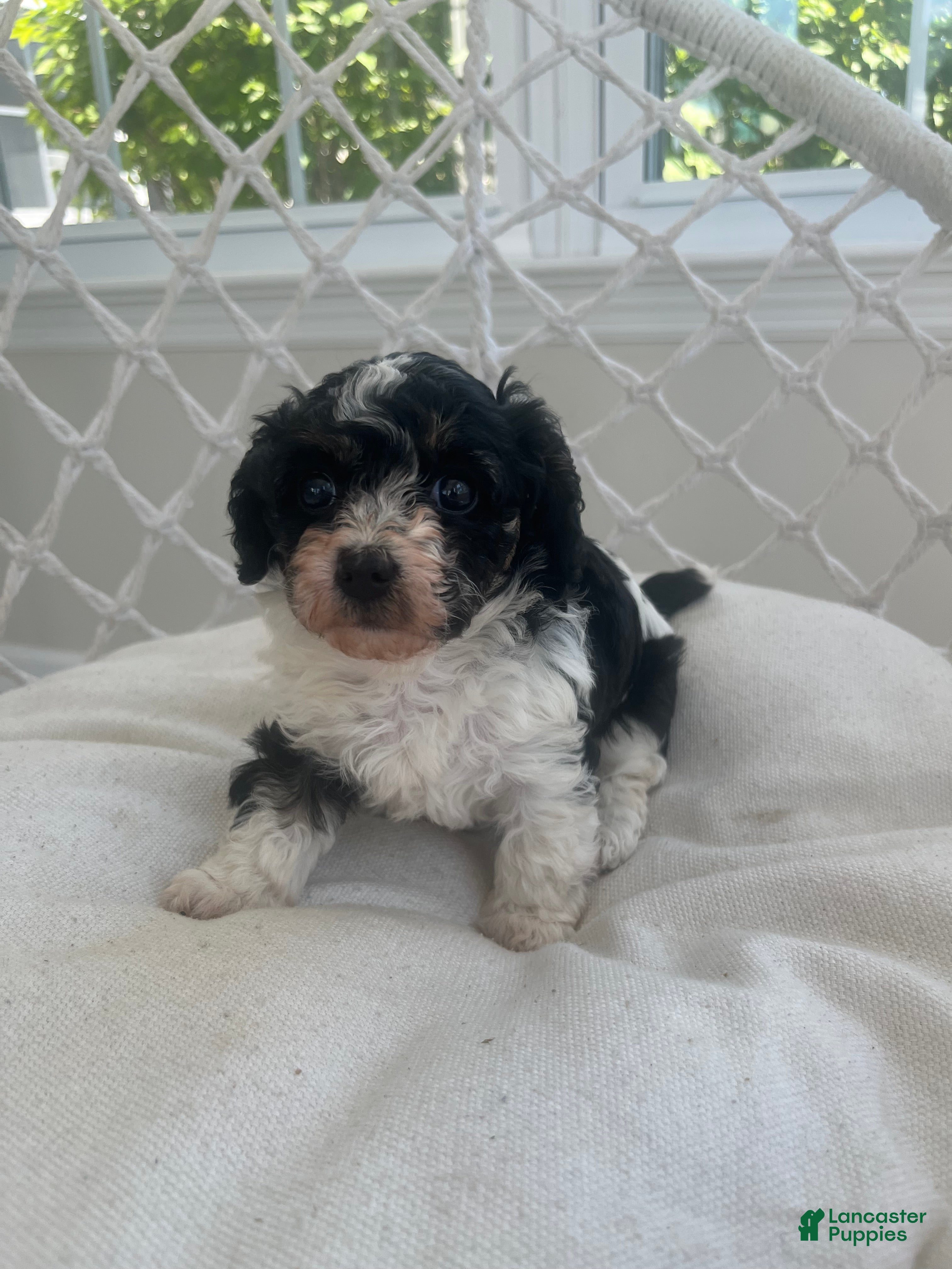 Cavapoo dogs for sale: Lily - Ad 1