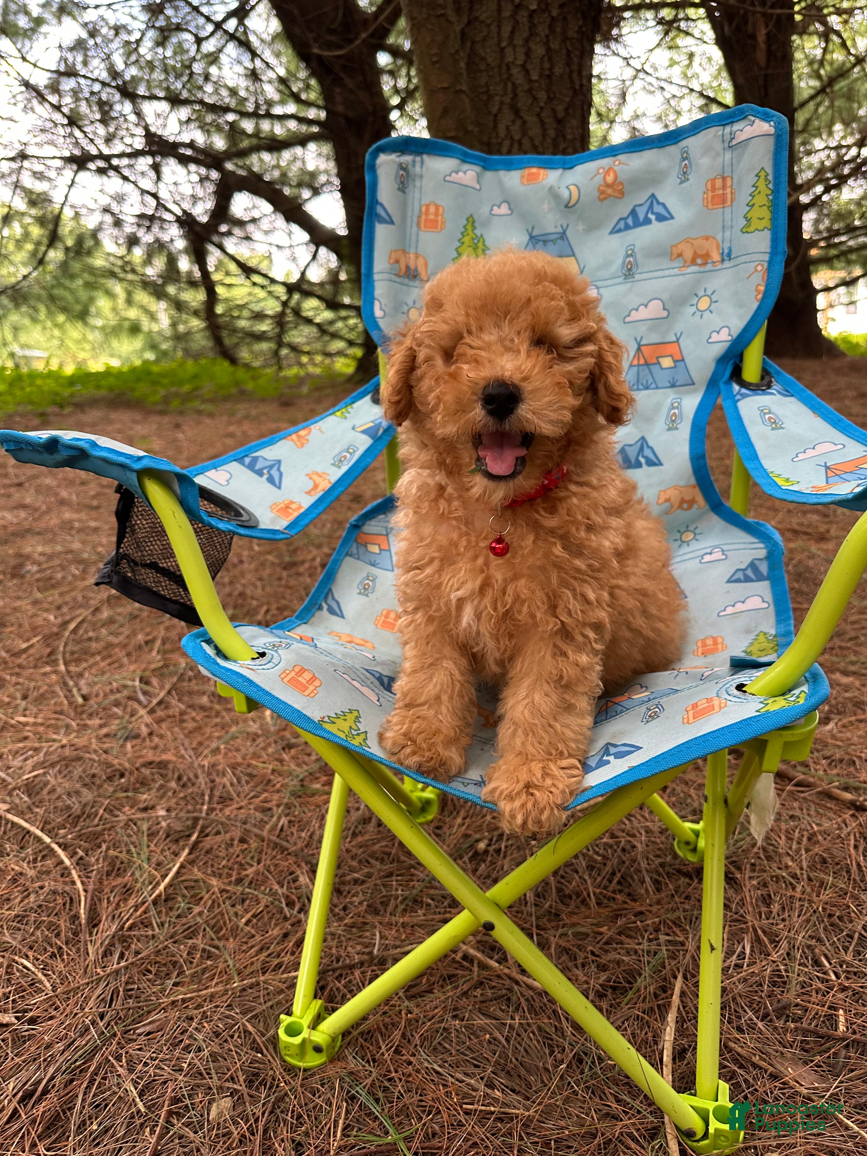 Miniature Poodle dogs Sammy - Ad 1