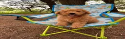 Miniature Poodle dogs for sale: Sammy - Ad 1