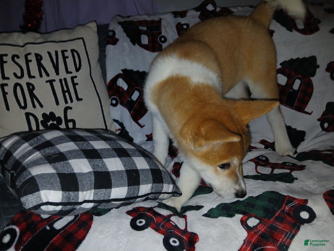 Akita dogs for sale: Astra - Ad 19