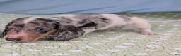 Miniature Dachshund dogs for sale: Terrazzo - Ad 5