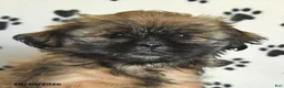 Shih Tzu dogs for sale: Polly - Ad 5
