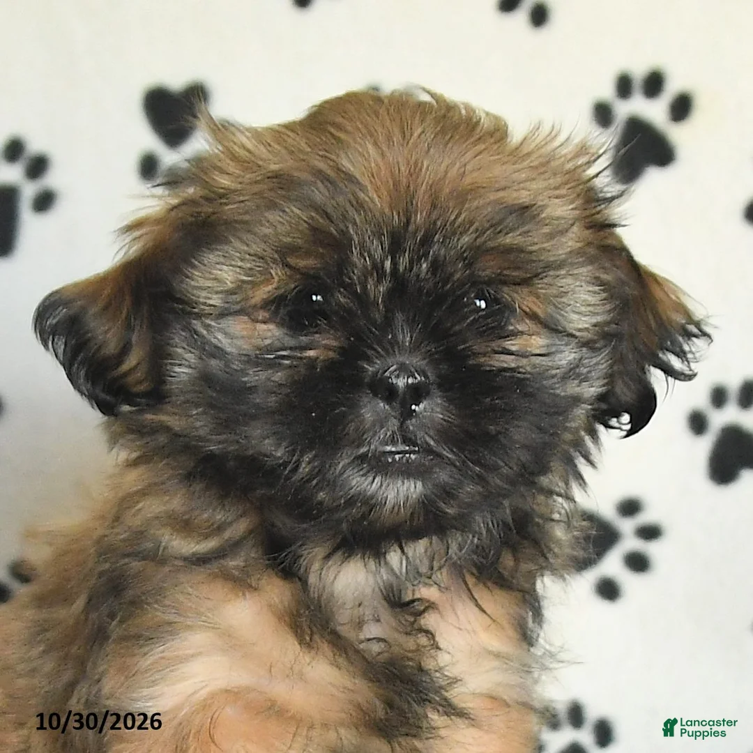 Shih Tzu dogs for sale: Polly - Ad 5