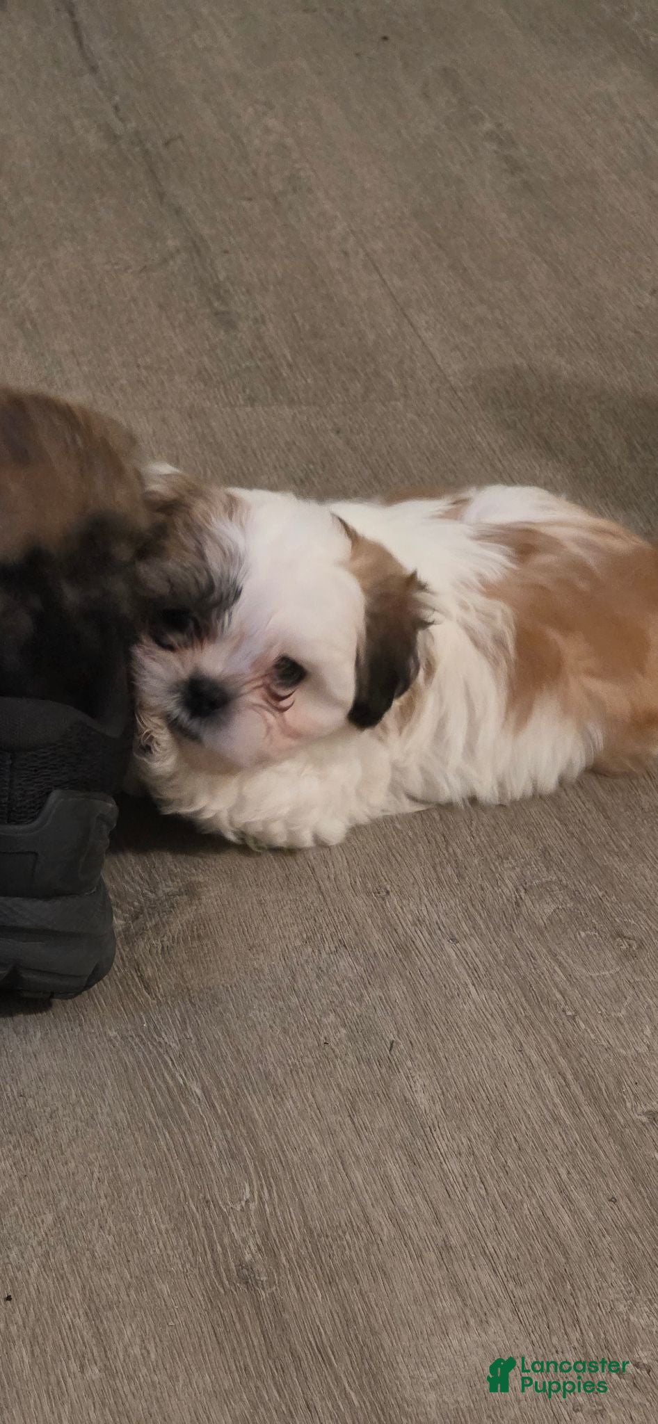 Shih Tzu dogs Shih Tzu 1 - Ad 2