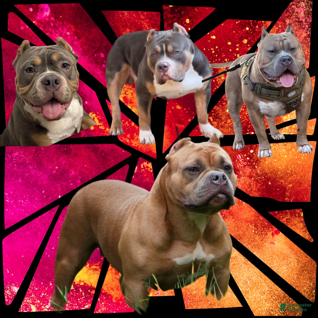 American Bully dogs for sale: Linda - Ad 12