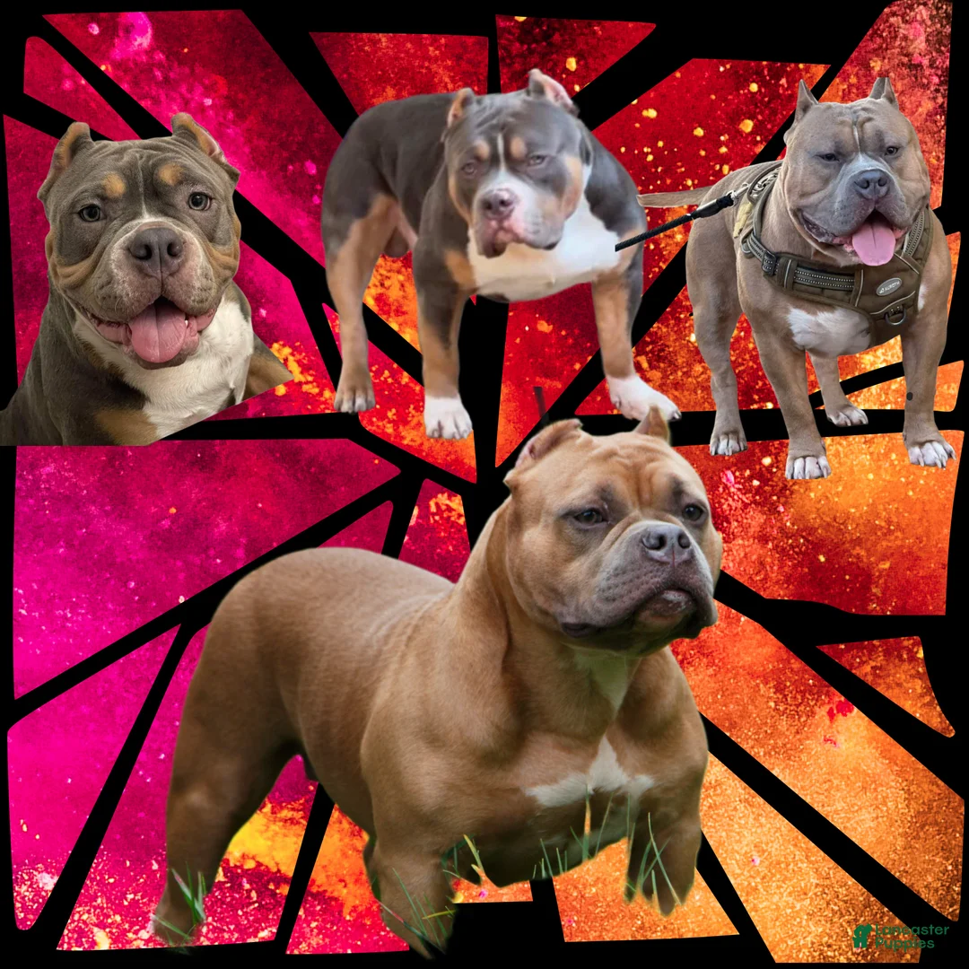 American Bully dogs for sale: Juno - Ad 15