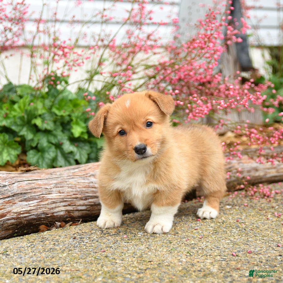 Welsh Corgi Pembroke dogs Paul - Ad 2