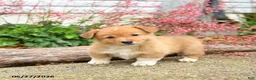 Welsh Corgi Pembroke dogs for sale: Paul - Ad 2