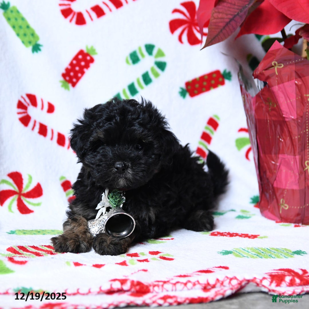 Maltipoo dogs for sale: Socks - Ad 1