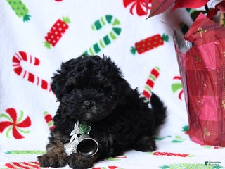 Maltipoo dogs Socks - Ad 29