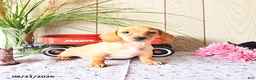 Miniature Dachshund dogs for sale: Titus - Ad 9