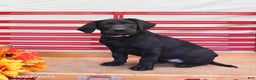 Labrador Retriever dogs for sale: Tammy - Ad 4