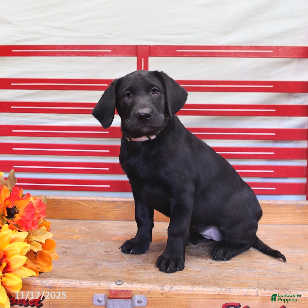 Labrador Retriever dogs for sale: Tammy - Ad 4