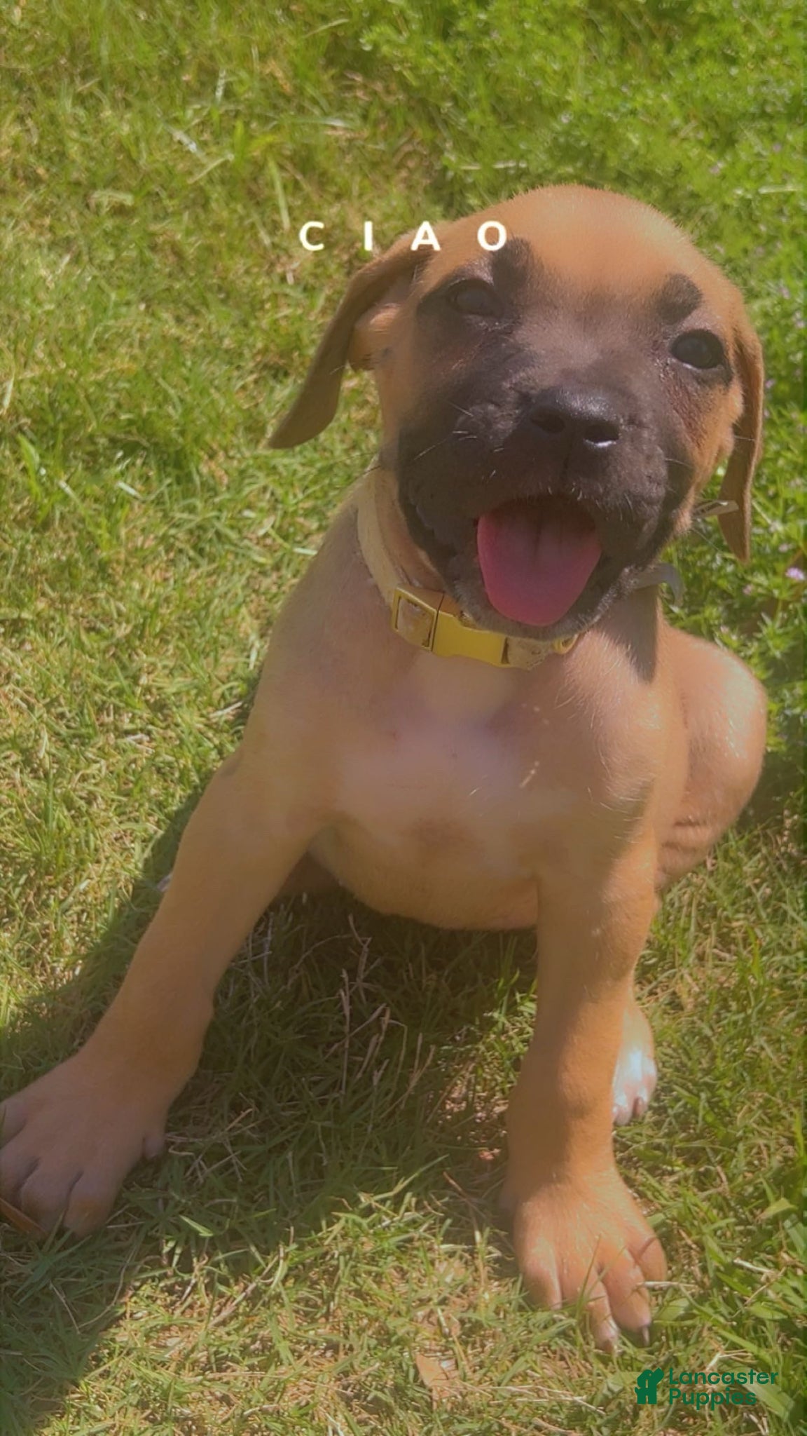 Cane Corso dogs Cane Corso Puppy 5 - Ad 24