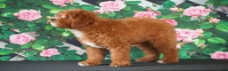 Cavapoo dogs for sale: Atlas - Ad 2