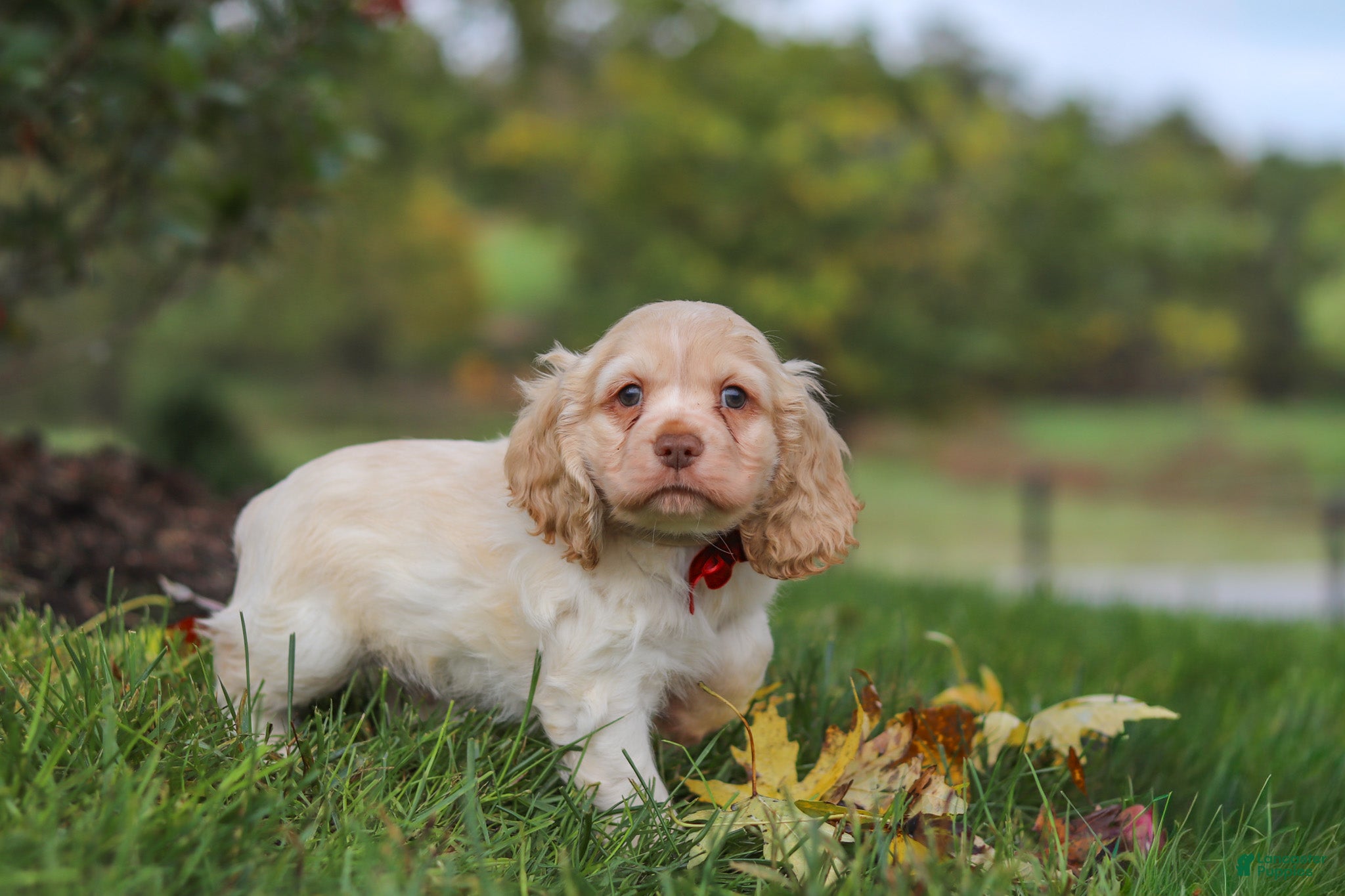 Cocker Spaniel dogs Acorn - Ad 2