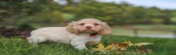 Cocker Spaniel dogs for sale: Acorn - Ad 2