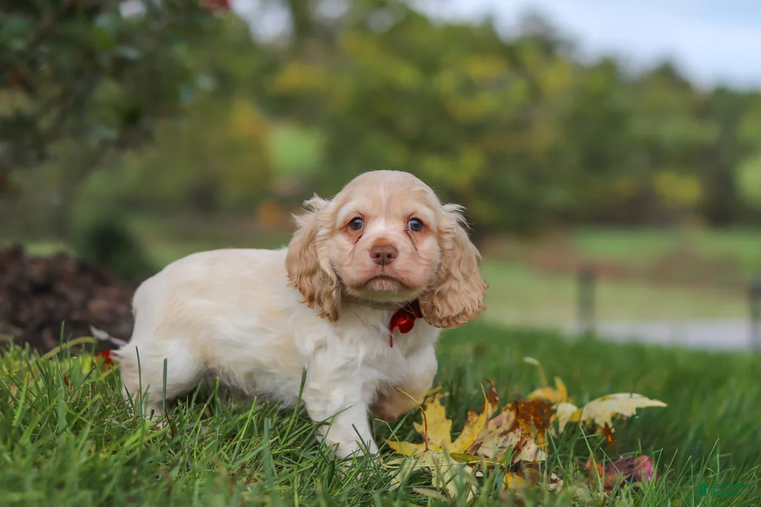 Cocker Spaniel dogs for sale: Acorn - Ad 2