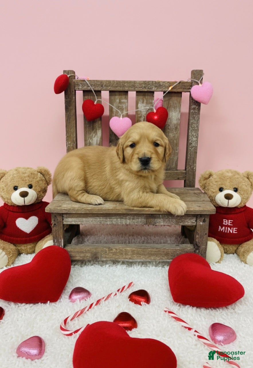 Golden Retriever dogs Golden Retriever Puppy 9 - Ad 40