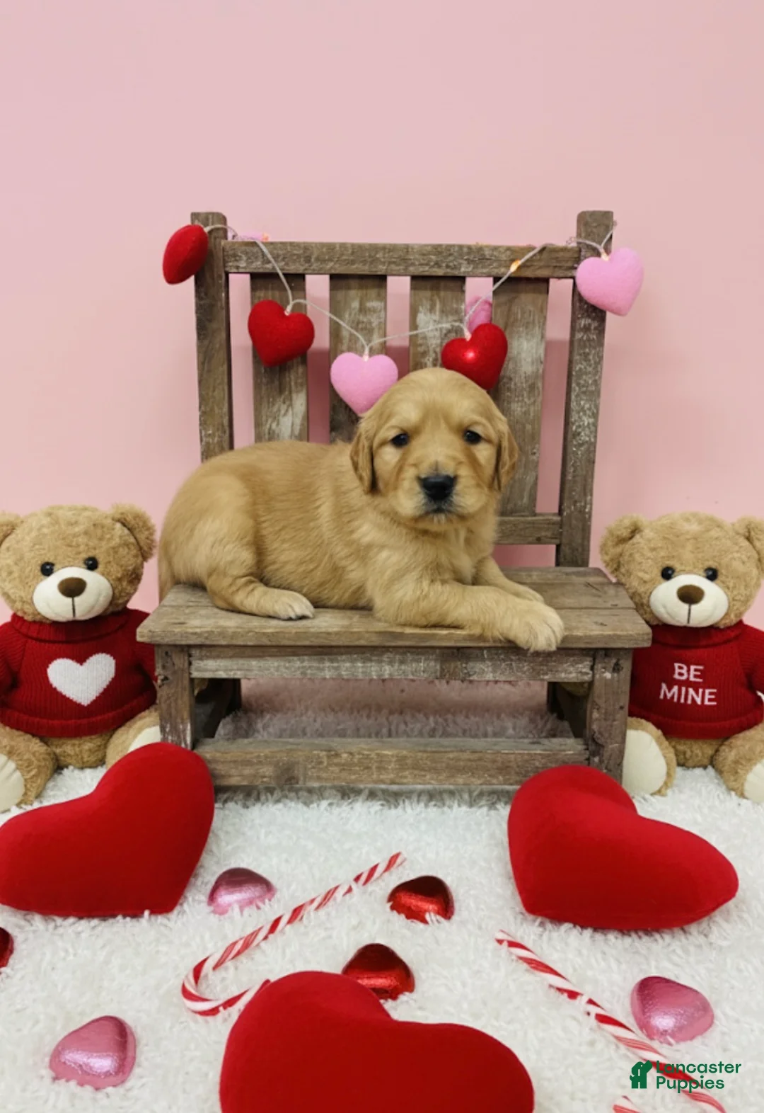 Golden Retriever dogs for sale: Golden Retriever Puppy 9 - Ad 1