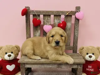 Golden Retriever dogs Golden Retriever Puppy 9 - Ad 40