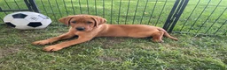 Labrador Retriever dogs for sale: Light Blue Collar Scooby - Ad 3