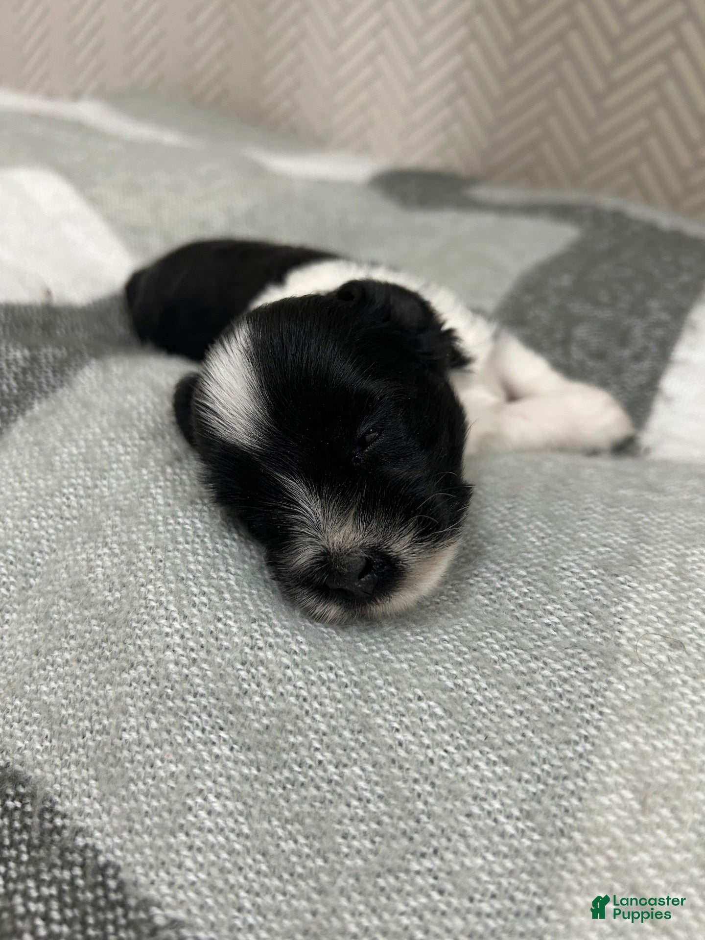 Miniature Schnauzer dogs Miniature Schnauzer 2 - Ad 3