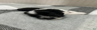 Miniature Schnauzer 2