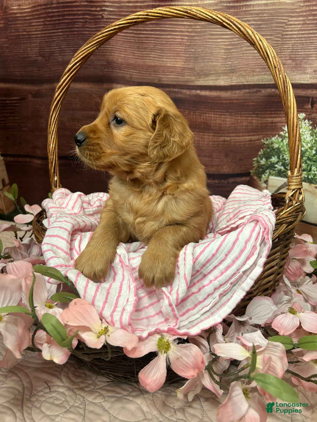 Golden Retriever dogs for sale: Annabelle  - Ad 2