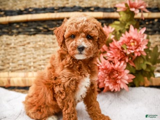 Miniature Labradoodle dogs - Ad 12