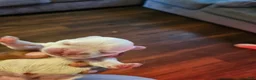 French Bulldog dogs for sale: French Bulldog 4 - Ad 7