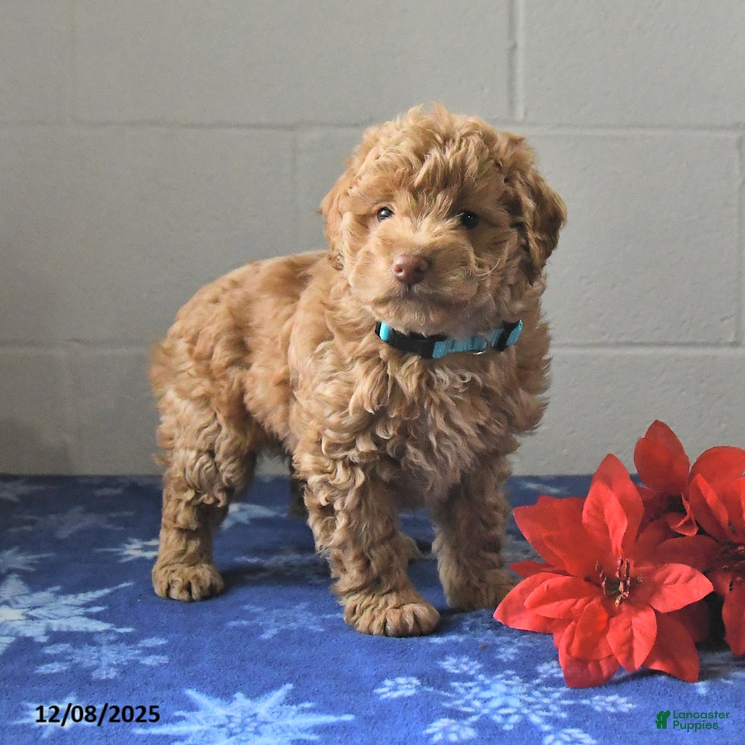 Miniature Labradoodle dogs for sale: Riva - Ad 3