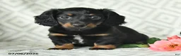 Dachshund dogs for sale: Betsy - Ad 4