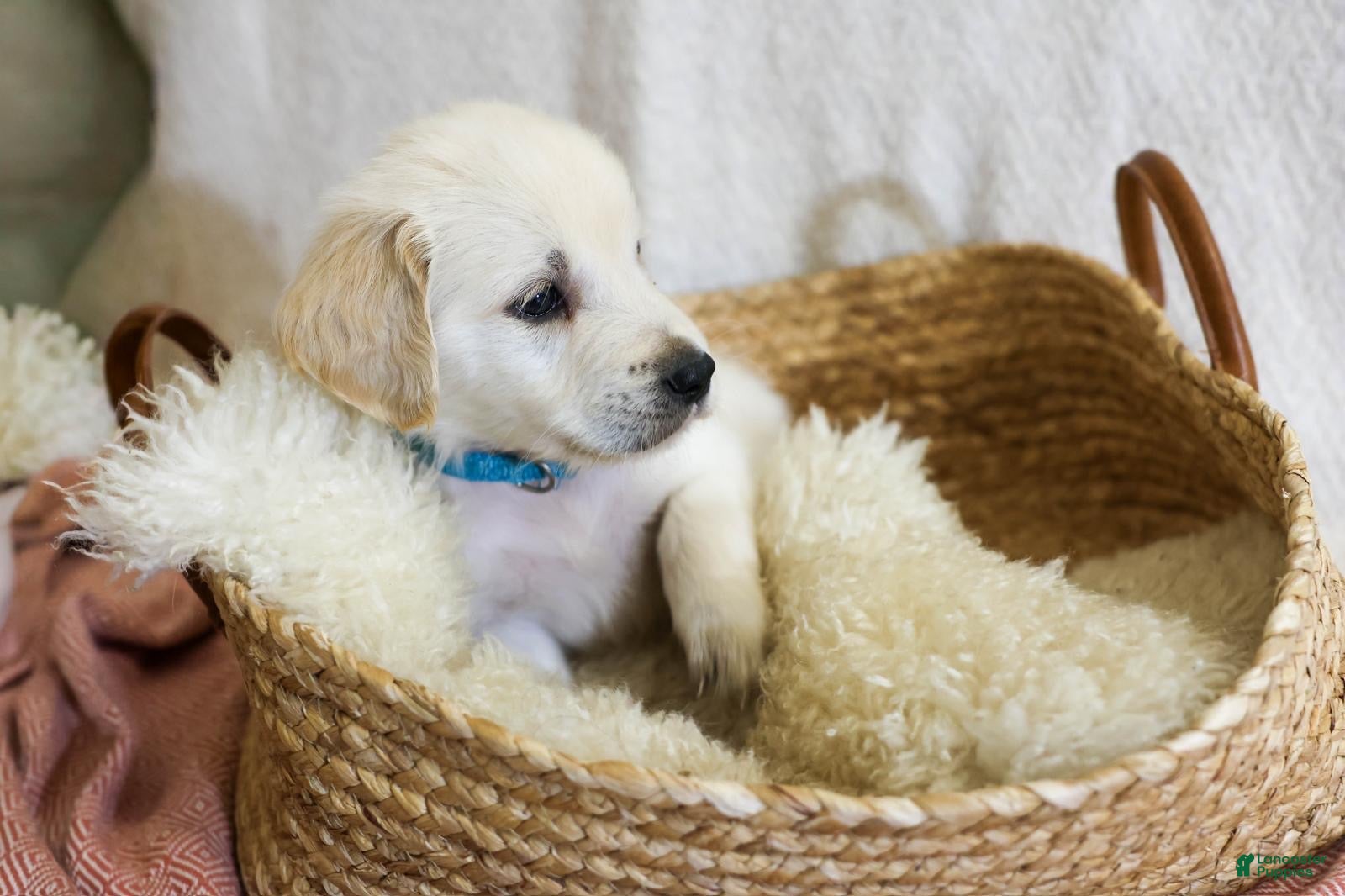 Golden Retriever dogs Sage - Ad 22