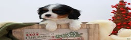 Cavalier King Charles Spaniel dogs for sale: Kye - Ad 3