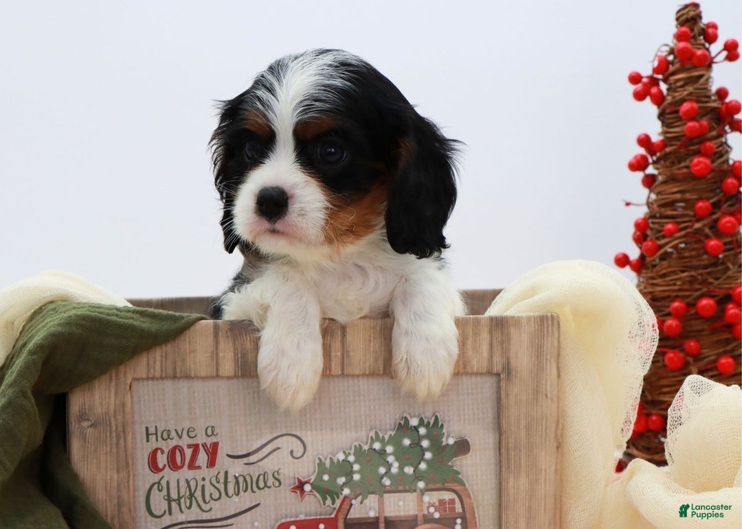 Cavalier King Charles Spaniel dogs for sale: Kye - Ad 3
