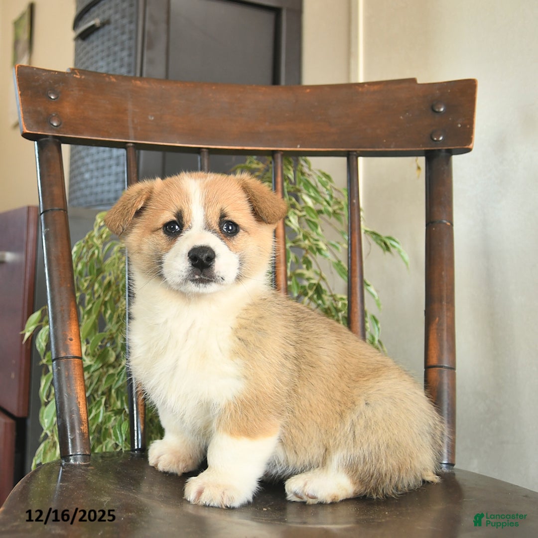 Welsh Corgi Pembroke dogs for sale: Melody  - Ad 2