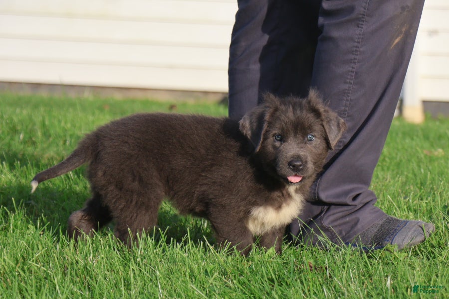 Newfoundland dogs Tina - Ad 1